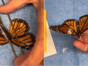 El impresionante trasplante de ala de una mariposa que asombra en las redes