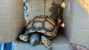 Un hombre fue detenido por contrabandear una tortuga en un tour de compras