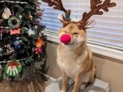 Los mejores memes de Nochebuena y Navidad 2025