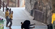 Imágenes sensibles: Un oso ataca a su entrenador durante espectáculo en un zoológico