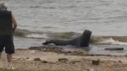Apareció un lobo marino en la costa de Vicente López y montaron un operativo para asistirlo