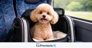 Las mascotas podrán viajar en micros de larga distancia