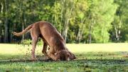 Qué significa que tu perro haga pozos en el jardín y cómo prevenir este problema