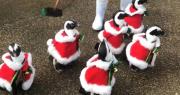 Video: Pingüinos conquistan las redes con trajes navideños