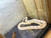 Del visón americano al jabalí: el riesgo oculto de comprar animales exóticos en Neuquén