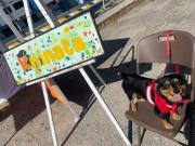 Decenas de peluditos participaron en la primera “Kninata” de Bejuma