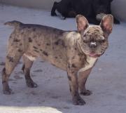 Cuide a las mascotas de la pirotecnia 