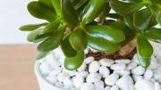 Árbol de jade: el sitio que la planta no debe ocupar en casa durante el verano