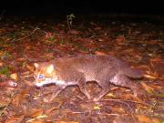 Reaparece en Tailandia un felino que se creía extinto desde hace casi 30 años