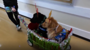 Sorpresa en Navidad: dos perritos llevaron alegría a personas enfermas en un hospital de Estados Unidos