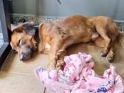 La historia de Cabo Caramelo: entró a una comisaría para refugiarse de la lluvia y se ganó el corazón de todos