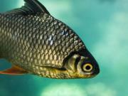 China creó un nuevo pescado sin espinas para que sea más fácil de comer