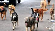 Refugios para mascotas: estos son los lugares donde los puede llevar en estas fechas decembrinas