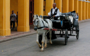 ¡SE ACABÓ LA TORTURA! Cartagena prohíbe los carruajes con caballos