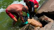 El miedo a la pirotecnia mató a Gunter: lo encontraron atrapado en un desagüe de Mar Chiquita