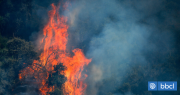 Incendios forestales: 5 siniestros en combate, mientras Maule y Pichidegua están con alerta roja