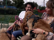 Congreso de la Ciudad de México realizó una reforma histórica en custodia de mascotas en el divorcio