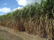 La Eeaoc aconseja actuar antes de la ocurrencia de heladas