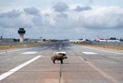 Un jabalí obliga a cerrar el aeropuerto de A Coruña y provoca desvíos de vuelos