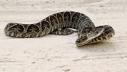 Un hombre de 31 años fue internado tras recibir una mordida de serpiente en Maldonado