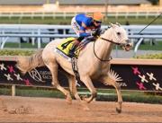 ¡Oficial! White Abarrio no estará presente este sábado en el Mr. Prospector S. Grado 3 en Gulfstream Park