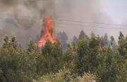 Se desató gran incendio forestal en las afueras de Montevideo; ya se quemaron 60 hectáreas