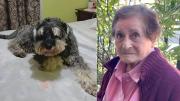 Justicia mandó callar a un perro que perturba la existencia de su vecina de 91 años