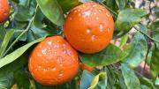 Por qué tu árbol de naranjo da naranjas con manchas blancas: qué significa y cómo solucionarlo