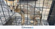Rescataron a un zorrito en grave estado de salud en Ullum