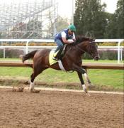¡Confirmado! El doblecoronado Sovereingty comenzará su entrenamiento para el 2026