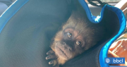 Funcionarios municipales capturaron a monito que se escapó del zoológico en Concepción