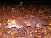 Después de 30 años avistaron un gato salvaje que habían dado por extinto