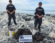 Policía Marítima Incauta “locos” En Playa Chauca Y Devuelve Ejemplares Al Mar