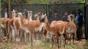 Hito histórico en el Chaco: liberaron guanacos de Santa Cruz en El Impenetrable tras 110 años de ausencia