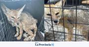 Rescataron a un zorro cachorro en grave estado de salud en Ullum