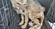 Video: encontraron a un zorrito en Ullum que estaría en grave estado de salud