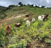 Gobierno dona 50 vacas al eje comunal Caracas – La Guaira
