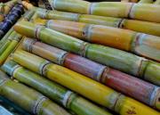 Cañicultores proyectan un aumento del 18% en la zafra 2025-2026