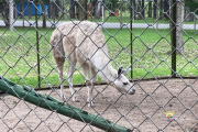 Cierra el zoológico de San José: se convertirá en centro de rehabilitación de animales