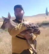 En la lucha desesperada por controlar el incendio en Junín de los Andes, brigadistas rescataron al ciervo Bambi