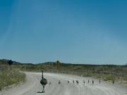 Ñandúes y charitos se dejan ver en el Camino de la Costa y emocionan a turistas y vecinos