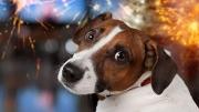 Pirotecnia y animales de compañía: cómo ayudarlos a atravesar las fiestas