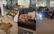 “Juana Miss Caprichitos”: la perrita Golden que se viralizó por no querer irse de casa de sus abuelos