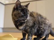 Quién es Flossie, la gata más longeva del mundo que acaba de inaugurar nueva década