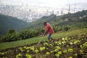 En Caracas produjeron 5.860 toneladas de alimentos en 2025