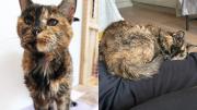 VIRAL: La gata más longeva del mundo llegó a los 30 años este 29Dic