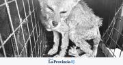 Murió la zorrita rescatada en Ullum