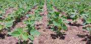 Soja: Soriano Tiene la Mayor Superficie Sembrada