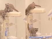 Una visita inesperada: mapaches invadieron un hospital en México y todo quedó grabado