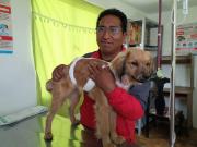 Año Nuevo: conoce tres tips para ayudar a tu mascota a sobrellevar el miedo y estrés causados por la pirotecnia